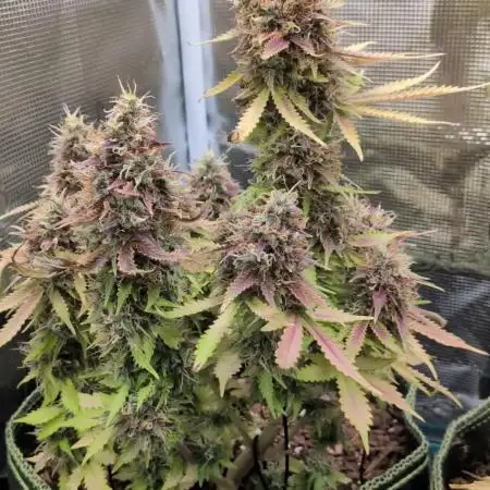 Cookies Gelato Auto Second Time Growmie
