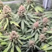 Amnesia Haze