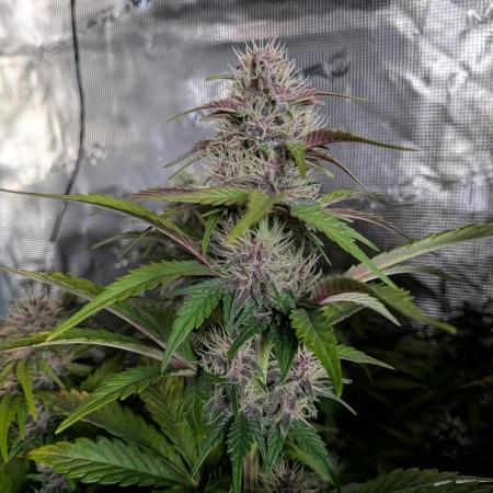 Feel Rainbow, Taste the Rainbow Growmie