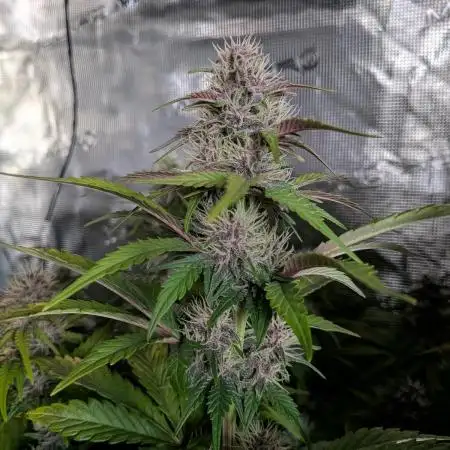 Feel Rainbow, Taste the Rainbow Growmie