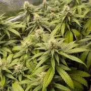Amnesia Haze
