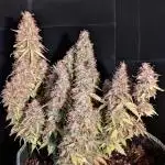 Cookies Gelato Auto Second Time Growmie