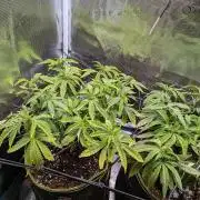 Northern Lights & Critical