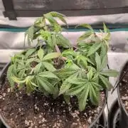 Northern Lights & Critical