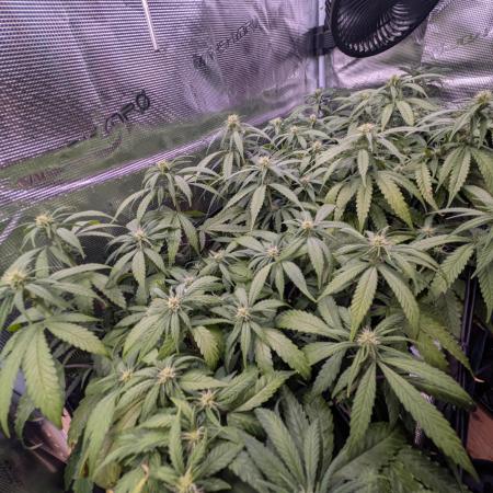 Amnesia Haze