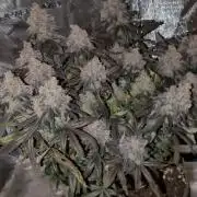 Northern Lights & Critical