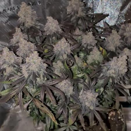 Northern Lights & Critical
