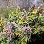 Feel Rainbow, Taste the Rainbow Growmie