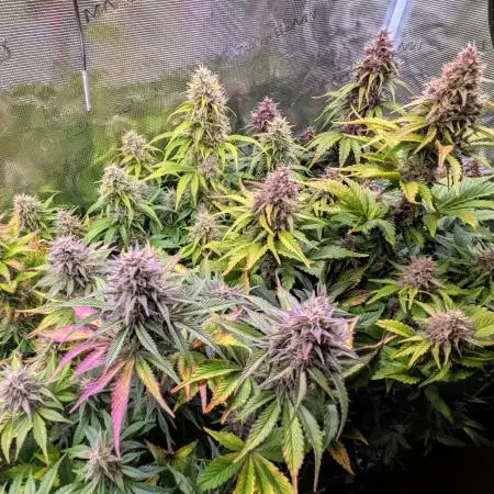 Feel Rainbow, Taste the Rainbow Growmie