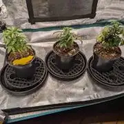 Northern Lights & Critical