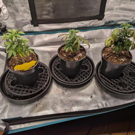 Northern Lights & Critical