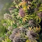 Feel Rainbow, Taste the Rainbow Growmie