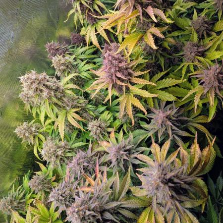 Feel Rainbow, Taste the Rainbow Growmie