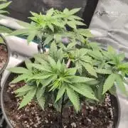 Northern Lights & Critical