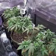 Northern Lights & Critical