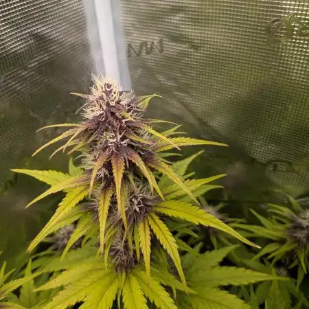 Feel Rainbow, Taste the Rainbow Growmie