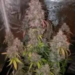 Feel Rainbow, Taste the Rainbow Growmie