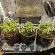 Northern Lights & Critical