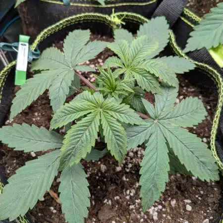 Feel Rainbow, Taste the Rainbow Growmie