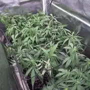 Amnesia Haze