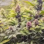 Feel Rainbow, Taste the Rainbow Growmie