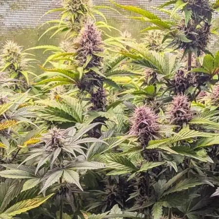 Feel Rainbow, Taste the Rainbow Growmie