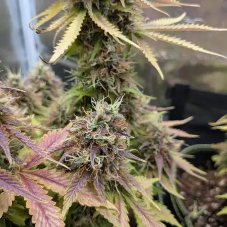 Cookies Gelato Auto Second Time Growmie