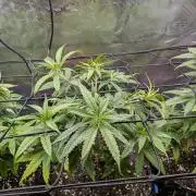 Amnesia Haze