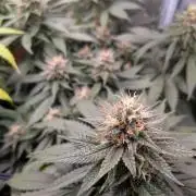 Amnesia Haze