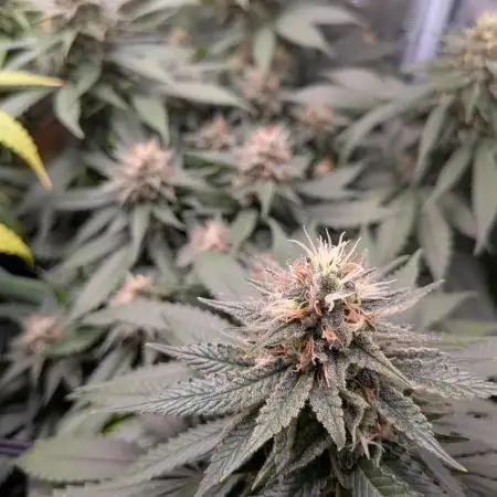 Amnesia Haze