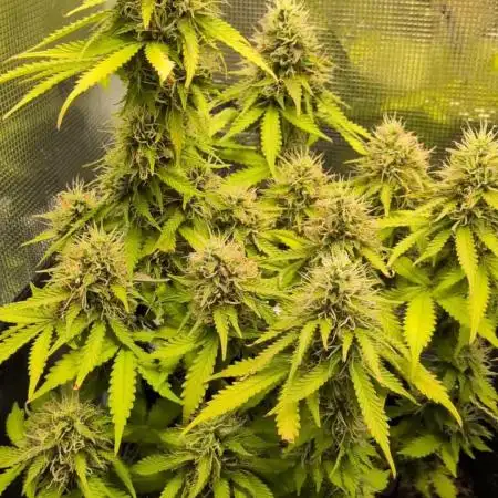 Cookies Gelato Auto Second Time Growmie
