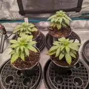 Northern Lights & Critical