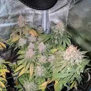 Amnesia Haze