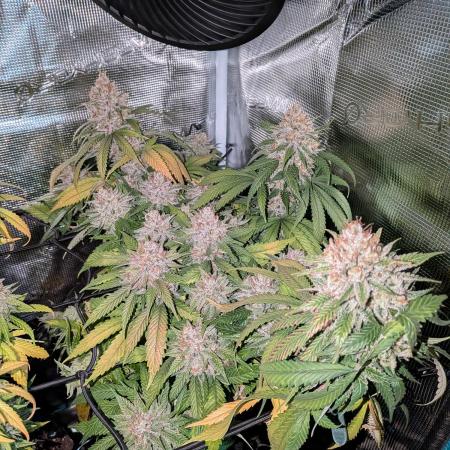 Amnesia Haze