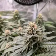 Amnesia Haze