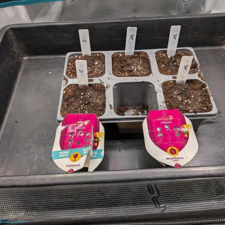 Northern Lights & Critical