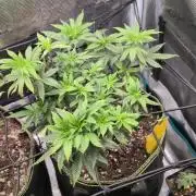 Northern Lights & Critical