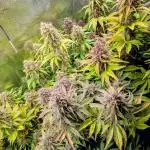 Feel Rainbow, Taste the Rainbow Growmie