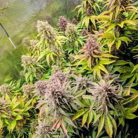 Feel Rainbow, Taste the Rainbow Growmie