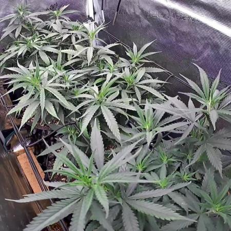 Amnesia Haze