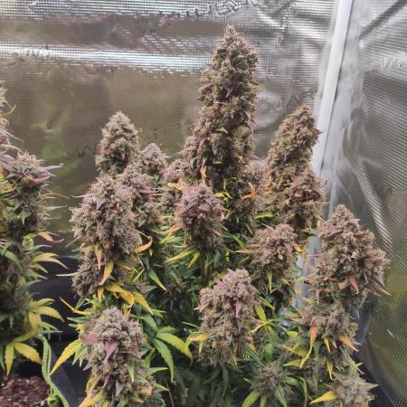 North Thunderfuck Auto First Time Growmie
