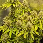Cookies Gelato Auto Second Time Growmie