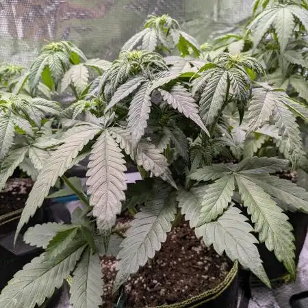 Feel Rainbow, Taste the Rainbow Growmie