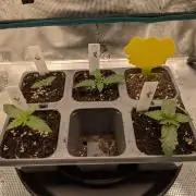 Northern Lights & Critical