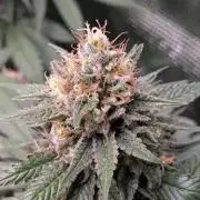 Amnesia Haze