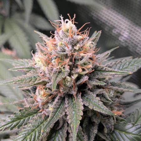 Amnesia Haze