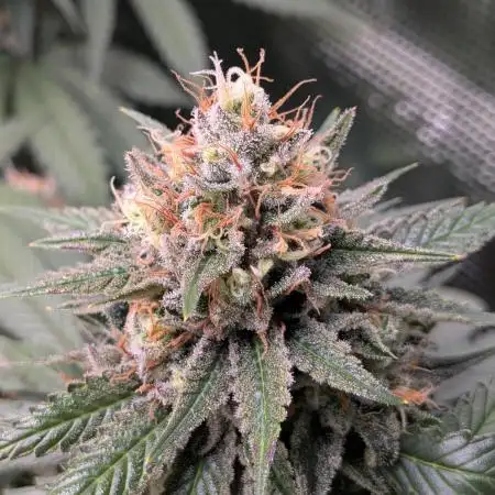 Amnesia Haze