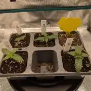 Northern Lights & Critical