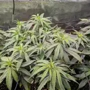 Amnesia Haze