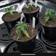 Northern Lights & Critical